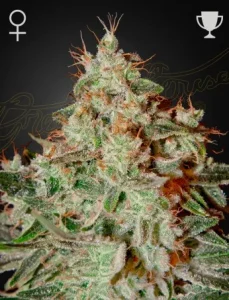 Cogollo de Lemon Skunk de Green House, variedad de cannabis de aroma a limón.