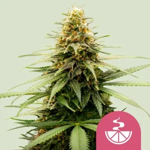 Cogollo de Lemon Skunk de Royal Queen Seeds, variedad de cannabis de aroma a limón.
