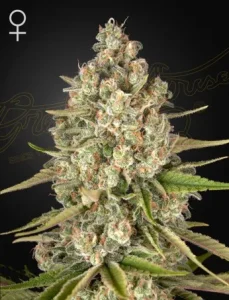Cogollo de Lost Pearl de Green House, variedad de cannabis.