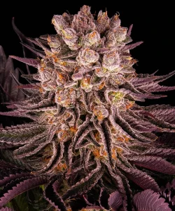 Cogollo resinoso de Mimosa x Orange Punch de Barney's Farm, variedad de cannabis.