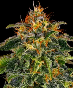 Cogollo de Moby Dick de Barney's Farm, variedad sativa de cannabis.