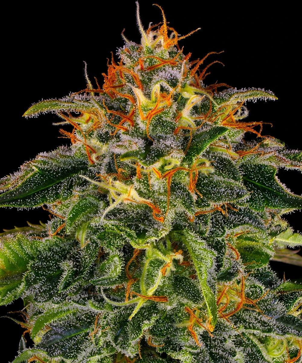 Cogollo de Moby Dick de Barney's Farm, variedad sativa de cannabis.