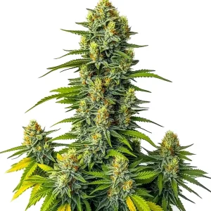 Cogollo de Mamba Negra Auto de Blimburn Seeds, semillas de cannabis autoflorecientes.