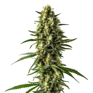 Detalle de la flor de Mamba Negra CBD Auto, cannabis autofloreciente de Blimburn Seeds.