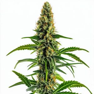 Planta de Mamba Negra CBD en floración, variedad de cannabis de Blimburn Seeds.