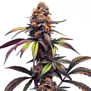 Planta de Mamba Negra CBG en floración, variedad de cannabis de Blimburn Seeds.