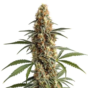 Detalle de la flor de Mamba Negra, variedad de cannabis de Blimburn Seeds.