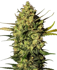 Cogollo de Master Kush Auto de Sensi Seeds, cannabis autofloreciente.