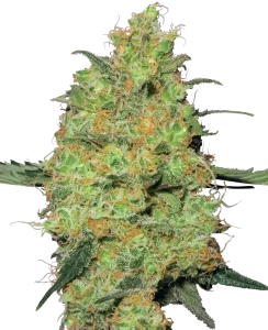 Cogollo de Master Kush de Sensi Seeds, variedad índica de cannabis.
