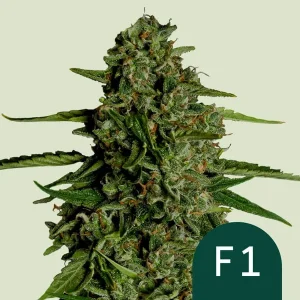 Cogollo resinoso de Medusa F1 Auto de Royal Queen Seeds, cannabis autofloreciente.