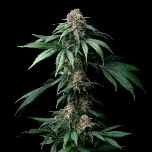Cogollo denso índica de Mendo Breath, variedad de cannabis.