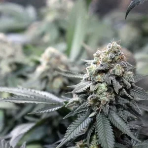 Detalle de la flor de Meringue, variedad de cannabis.