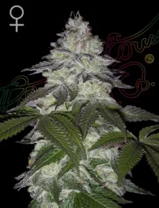 Cogollo de Milky Dreams de Green House, variedad de cannabis.