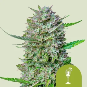 Cogollo resinoso de Mimosa Auto de Royal Queen Seeds, cannabis autofloreciente.