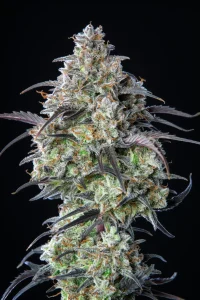 Cogollo resinoso de Mimosa Cake Auto, cannabis autofloreciente.