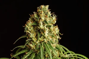 Cogollo de Mimosa Dream de Kannabia, variedad de cannabis de aroma cítrico.