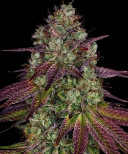 Cogollo resinoso de Mimosa EVO de Barney's Farm, variedad de cannabis.