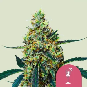 Cogollo resinoso de Mimosa de Royal Queen Seeds, variedad de cannabis.