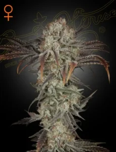 Cogollo de Money Maker de Green House, variedad de cannabis de alta producción.