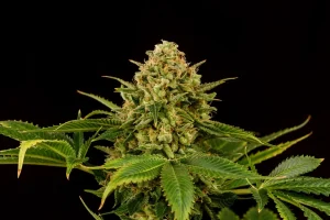 Cogollo de Monkey Grease de Kannabia, variedad de cannabis.