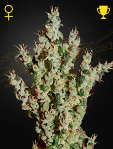 Cogollo de NL5 Haze Mist de Green House, variedad de cannabis.