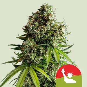 Cogollo resinoso de NYC Sour D Auto de Tyson 2.0, cannabis autofloreciente.