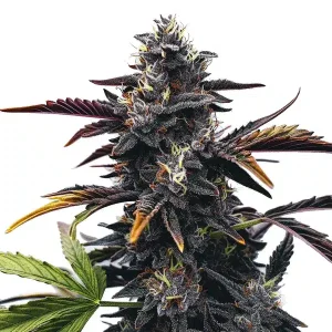 Detalle de la flor de Narkosis, variedad de cannabis de Blimburn Seeds.