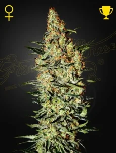 Cogollo de Neville's Haze de Green House, variedad sativa de cannabis.