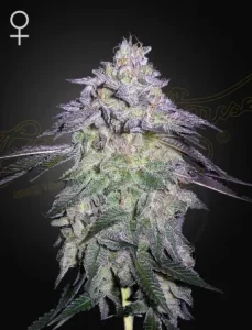 Cogollo de Nori Cake de Green House, variedad de cannabis.