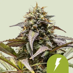 Cogollo resinoso de North Thunderfuck Auto de Royal Queen Seeds, cannabis autofloreciente.