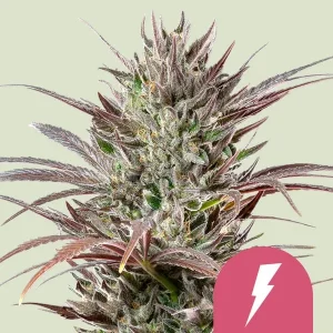 Cogollo resinoso de North Thunderfuck de Royal Queen Seeds, variedad de cannabis.