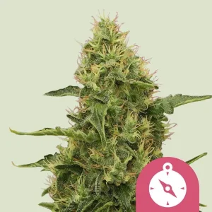 Cogollo de Northern Light de Royal Queen Seeds, variedad índica clásica de cannabis.