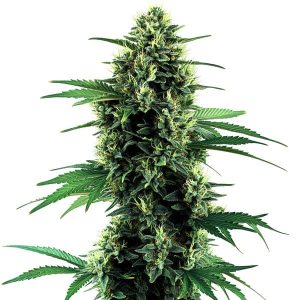 Cogollo de Northern Light Auto, semillas de cannabis autoflorecientes.
