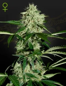 Cogollo de Northern Lights Auto de Green House, cannabis autofloreciente.