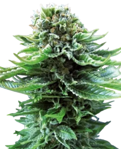 Cogollo de Northern Lights Auto de Sensi Seeds, cannabis autofloreciente.