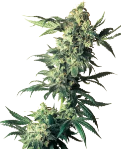 Cogollo de Northern Lights de Sensi Seeds, variedad índica clásica de cannabis.