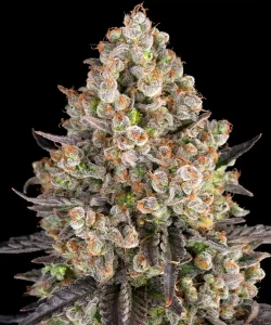 Cogollo resinoso de OG Kush Auto de Barney's Farm, cannabis autofloreciente.