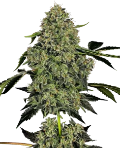 Cogollo de O.G. Kush Auto de Sensi Seeds, cannabis autofloreciente.