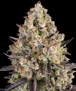 Cogollo resinoso de O G Kush de Barney's Farm, variedad de cannabis.