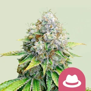 Cogollo resinoso de OG Kush de Royal Queen Seeds, variedad de cannabis.