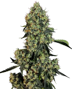 Cogollo de O.G Kush de Sensi Seeds, variedad kush de cannabis.