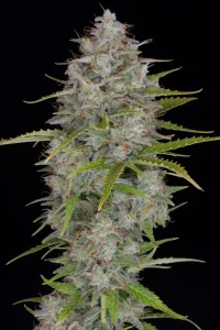 Cogollo resinoso de Orange Sherbet Auto, cannabis autofloreciente.