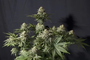Cogollo resinoso de Orange Sherbet FF de Fast Buds, variedad de cannabis.