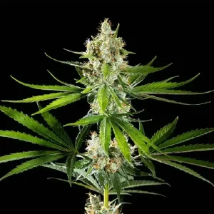 Cogollos densos de Oreoz USA de Kannabia, variedad de cannabis.