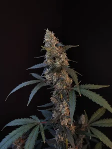 Cogollo resinoso de BubbleGum Auto, cannabis autofloreciente.