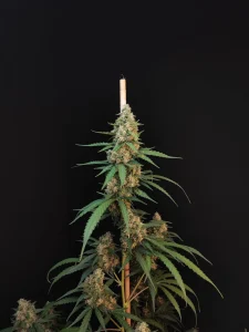 Cogollo resinoso de Cheese Auto, cannabis autofloreciente.