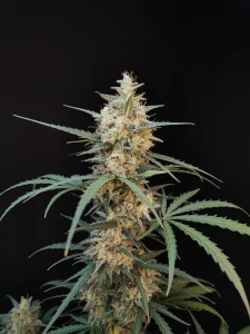 Cogollo resinoso de Chemdawg Auto, cannabis autofloreciente.