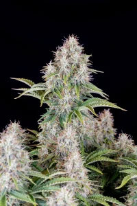Cogollo resinoso de Cinderella Auto, cannabis autofloreciente.