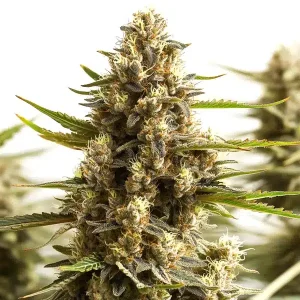 Detalle de la flor de Original Clon de Blimburn Seeds, variedad de cannabis.