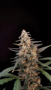 Cogollo resinoso de Critical Auto, cannabis autofloreciente.